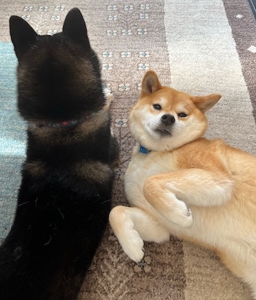 苺_b0011075_12340781.jpg