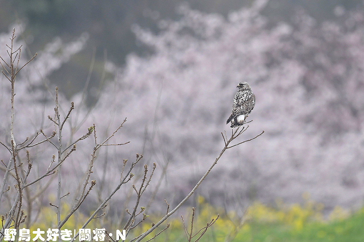 桜と菜の花のケアシノスリ_f0059882_05362594.jpg