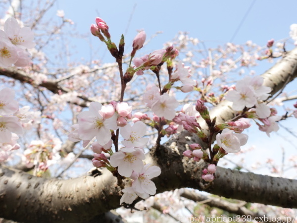 2022年 庭の桜の開花記録_c0293787_21224610.jpg