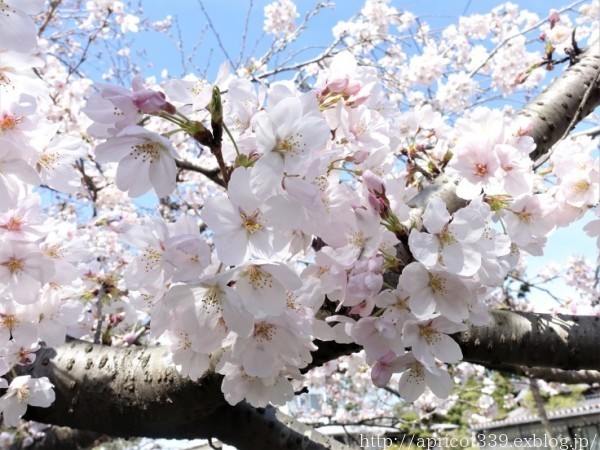 2022年 庭の桜の開花記録_c0293787_21225789.jpg