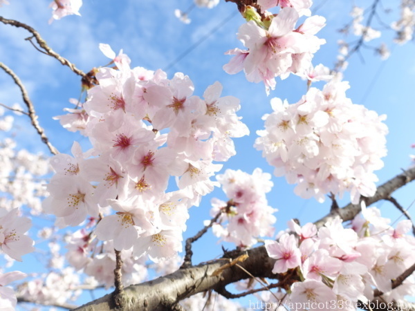 2022年 庭の桜の開花記録_c0293787_21231767.jpg