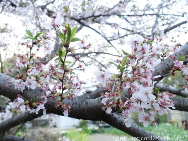 2022年 庭の桜の開花記録_c0293787_21240996.jpg