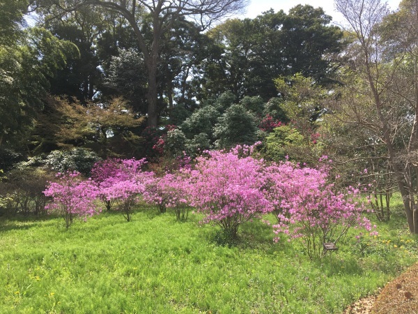 名残りの桜　千鳥ヶ淵_b0417696_00014734.jpeg