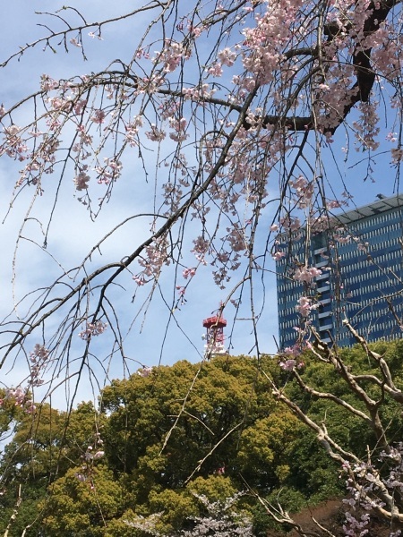 名残りの桜　千鳥ヶ淵_b0417696_00025906.jpeg