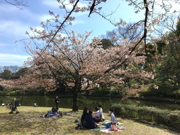 名残りの桜　千鳥ヶ淵_b0417696_00035780.jpeg
