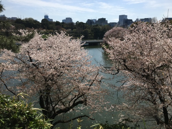 名残りの桜　千鳥ヶ淵_b0417696_00054267.jpeg
