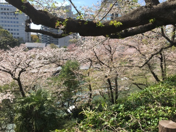 名残りの桜　千鳥ヶ淵_b0417696_00074021.jpeg