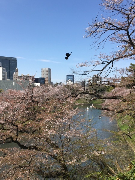 名残りの桜　千鳥ヶ淵_b0417696_00095421.jpeg