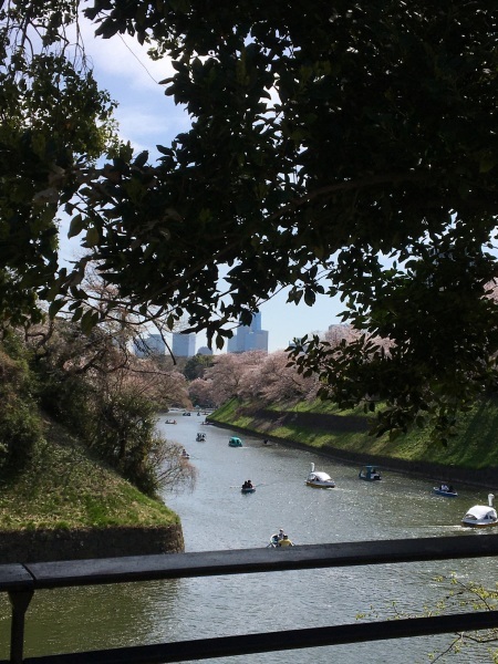 名残りの桜　千鳥ヶ淵_b0417696_00144305.jpeg