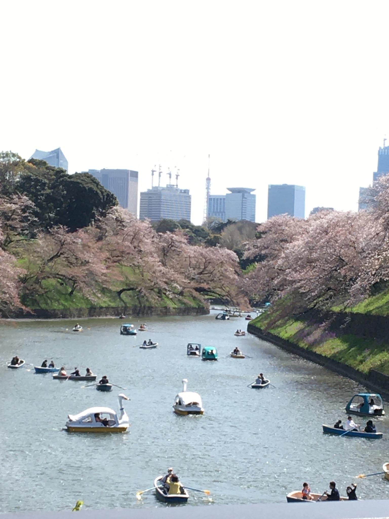 名残りの桜　千鳥ヶ淵_b0417696_00152341.jpeg