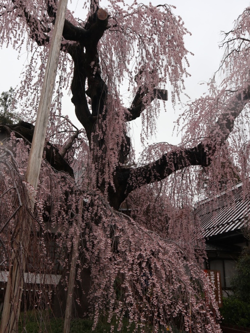 思いたったら土砂降りでも吉日よ！！_b0331802_23031488.jpg