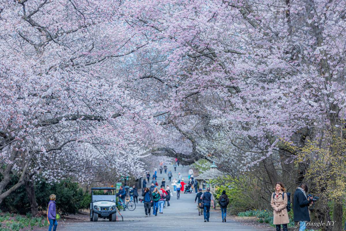 Spring in Central Park 2022_a0274805_07322672.jpg