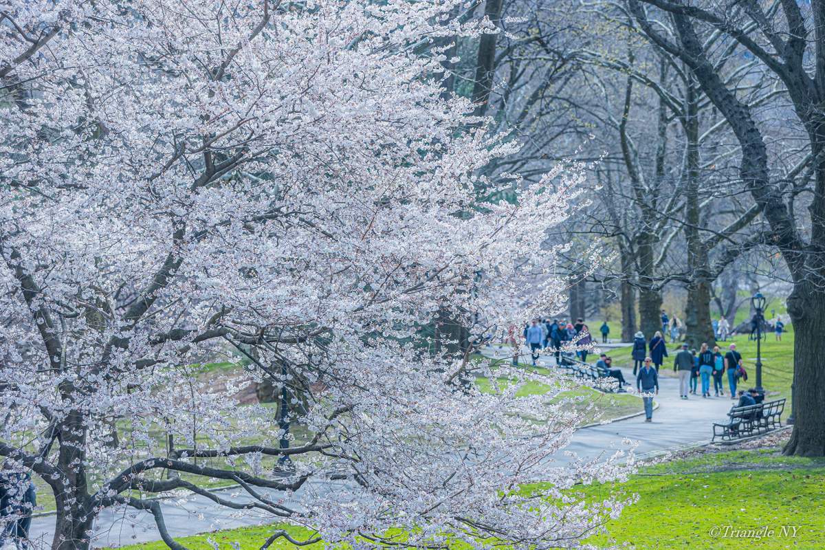 Spring in Central Park 2022_a0274805_07325485.jpg