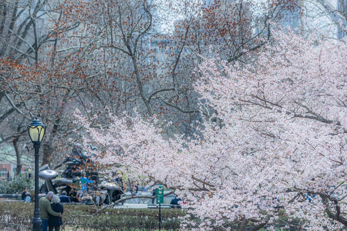 Spring in Central Park 2022_a0274805_07333762.jpg