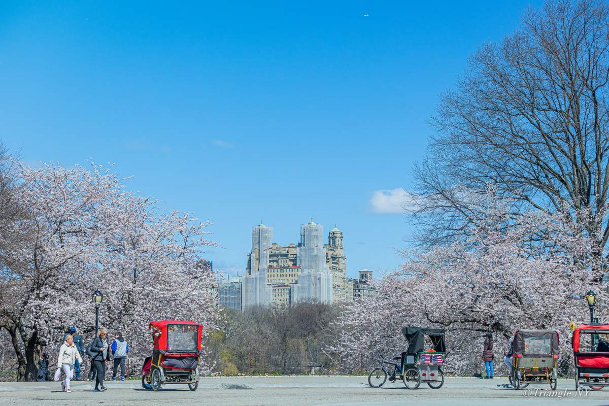 Spring in Central Park 2022_a0274805_07335938.jpg