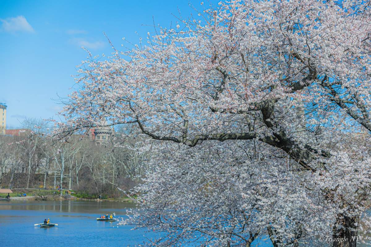 Spring in Central Park 2022_a0274805_07344103.jpg
