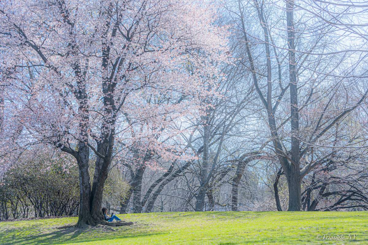 Spring in Central Park 2022_a0274805_07350151.jpg