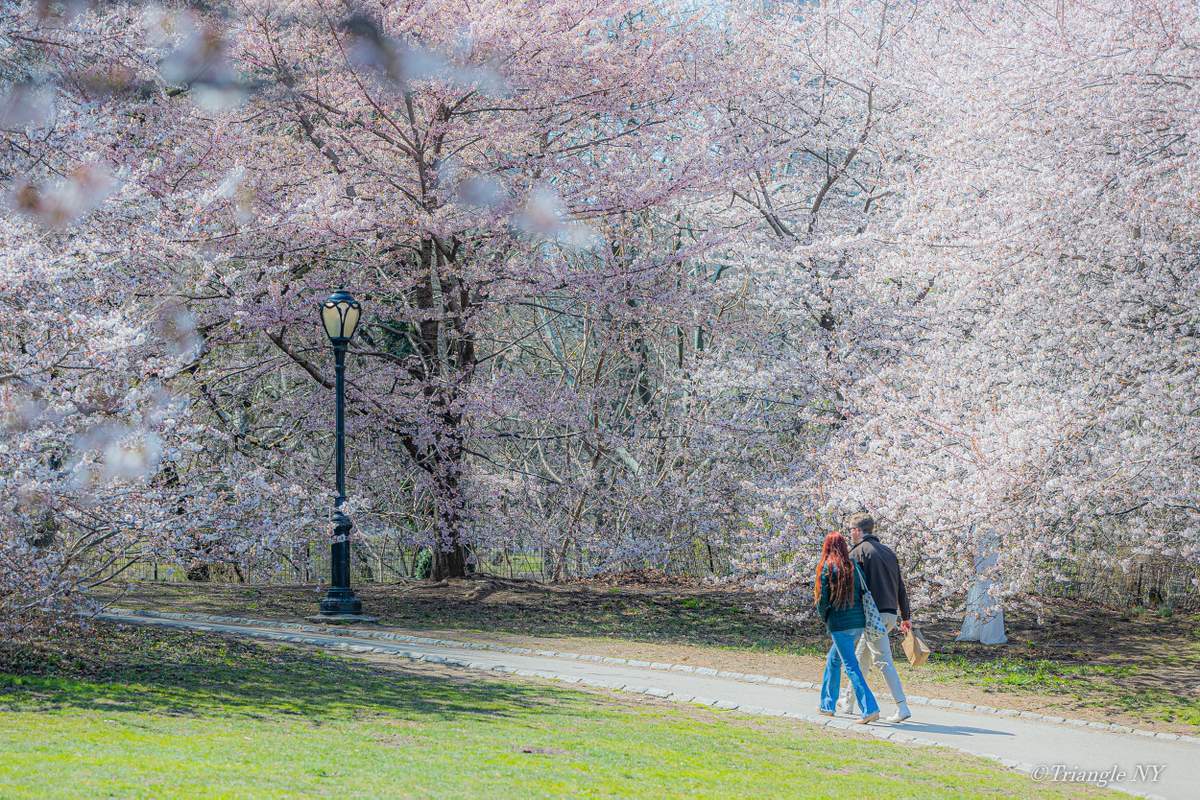Spring in Central Park 2022_a0274805_07361357.jpg