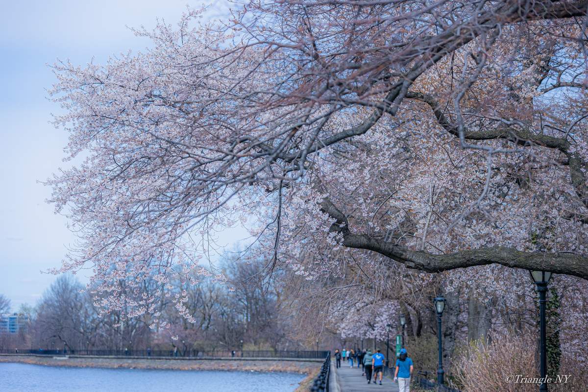Spring in Central Park 2022_a0274805_07363016.jpg