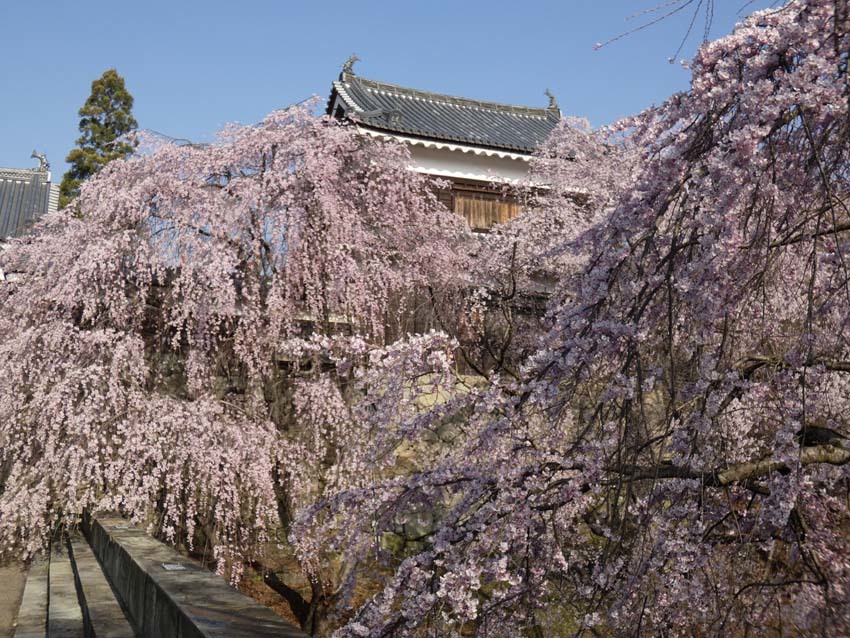 上田城桜_f0014205_10311813.jpg