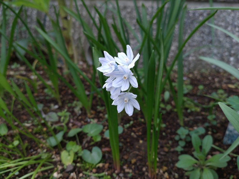 気持ち悪い花ですって Rurugardenと音符たち 気持ち悪い花ですって Rurugardenと音符たち