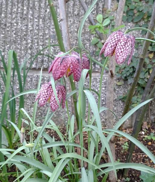 気持ち悪い花ですって Rurugardenと音符たち 気持ち悪い花ですって Rurugardenと音符たち