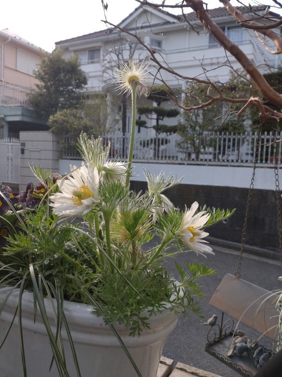 気持ち悪い花ですって Rurugardenと音符たち 気持ち悪い花ですって Rurugardenと音符たち