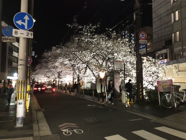 桜の日本〜カッラーラへ_d0136540_04305671.jpeg