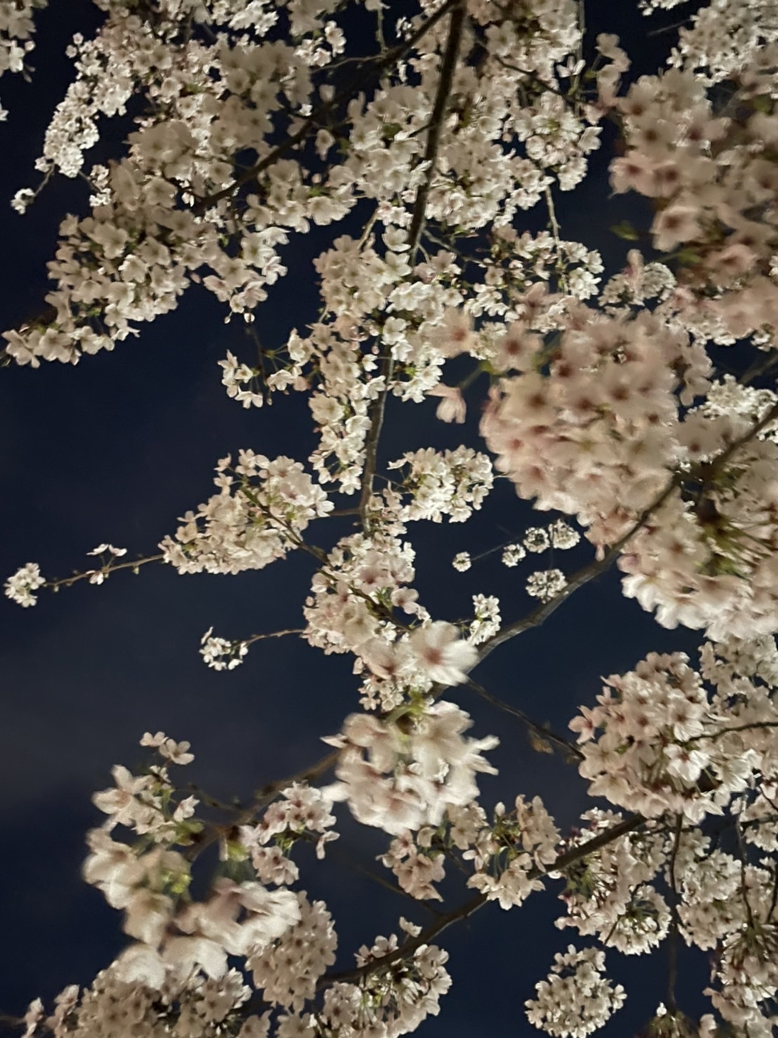 桜の日本〜カッラーラへ_d0136540_04311427.jpeg