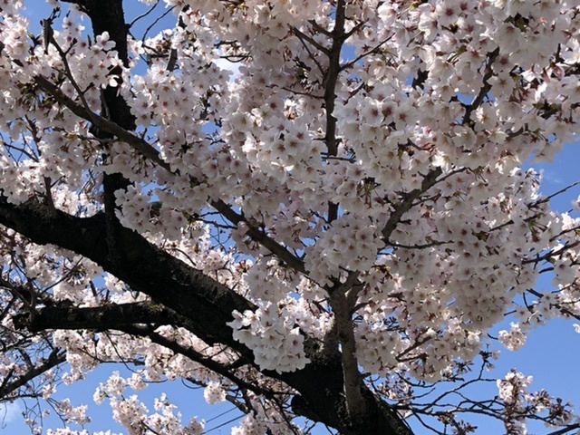 桜の日本〜カッラーラへ_d0136540_04331695.jpeg
