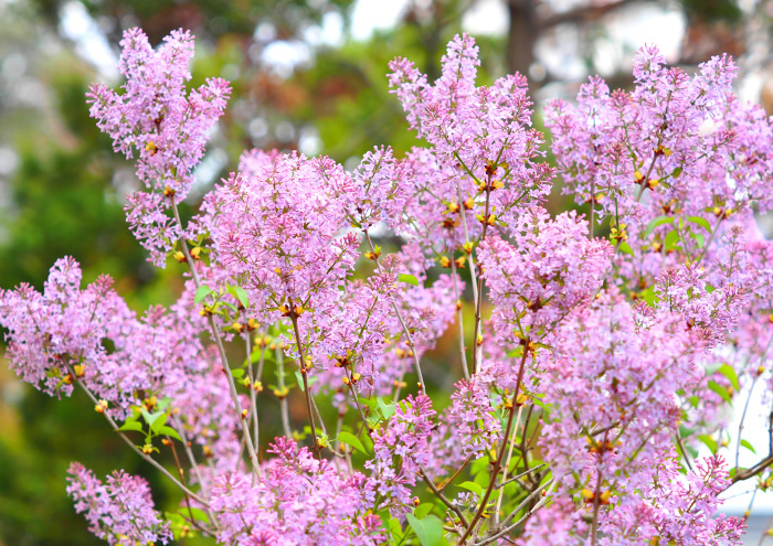 ライラック リラ の紫の花の花言葉は 恋の芽生え 初恋 野鳥との出会い