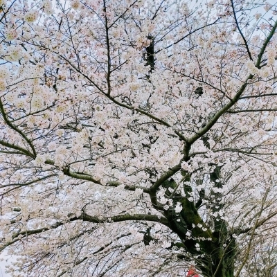 220407　老松の4月のきんとん「桜吹雪」_f0164842_19510256.jpg