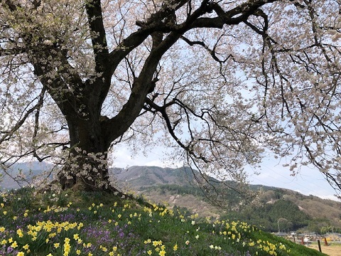 わに塚の桜ウォーク2022_f0019247_17412524.jpg