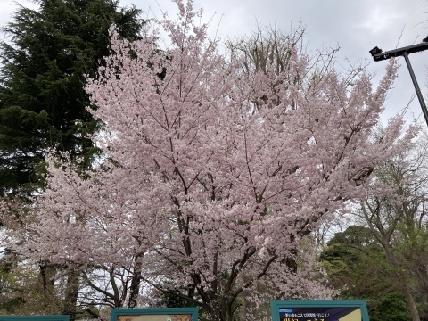 ツバメを見る_b0050651_06323472.jpg