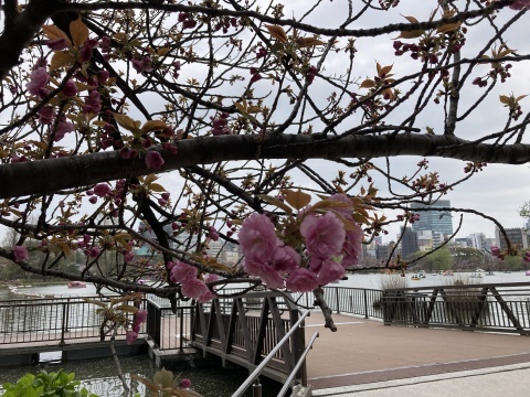 ツバメを見る_b0050651_06361948.jpg