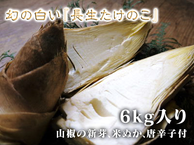 幻の白い「長生たけのこ」(熊本県産)大好評販売中!令和4年度、本日初出荷!幻の白い長生たけのこの条件_a0254656_17222069.jpg