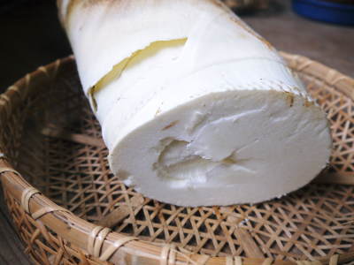 幻の白い「長生たけのこ」(熊本県産)大好評販売中!令和4年度、本日初出荷!幻の白い長生たけのこの条件_a0254656_17294345.jpg