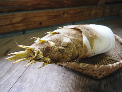 幻の白い「長生たけのこ」(熊本県産)大好評販売中!令和4年度、本日初出荷!幻の白い長生たけのこの条件_a0254656_17304552.jpg
