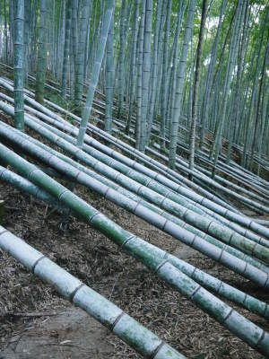 幻の白い「長生たけのこ」(熊本県産)大好評販売中!令和4年度、本日初出荷!幻の白い長生たけのこの条件_a0254656_17401894.jpg
