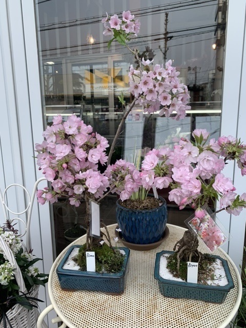 桜盆栽&入学おめでとう(⌒∇⌒)_e0040673_22021724.jpeg