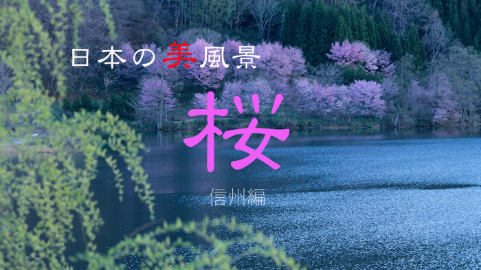 YouTubeに「桜〜信州編」をアップしました。_c0085877_06160238.jpg