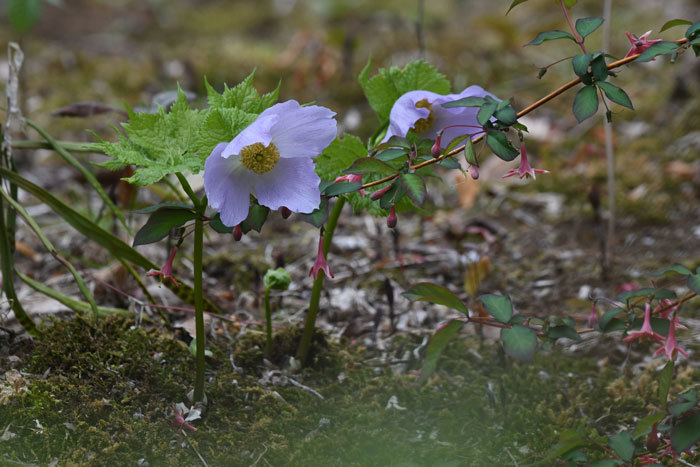 野草苑♪＜白根葵・碇草他＞_e0248688_17455055.jpg