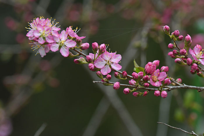 野草苑♪＜白根葵・碇草他＞_e0248688_17470099.jpg