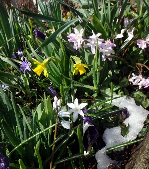 春の雪と花壇、スズメのエサ台のキジバトなど♪_a0136293_16080217.jpg