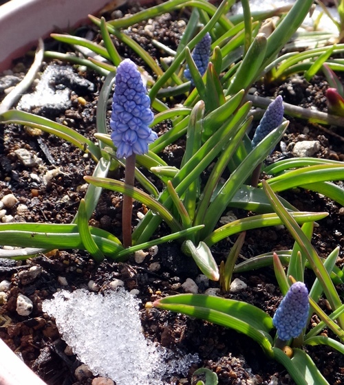 春の雪と花壇、スズメのエサ台のキジバトなど♪_a0136293_16103244.jpg