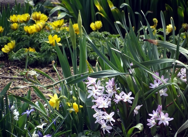 春の雪と花壇、スズメのエサ台のキジバトなど♪_a0136293_16113581.jpg