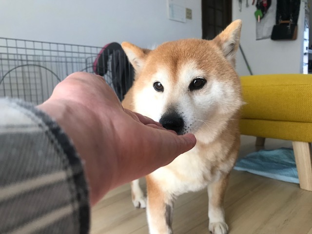 里親募集中 繁殖屋放棄の柴犬２匹 青空 お日さま 笑顔
