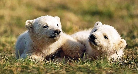 デンマーク生まれの大きい白熊クン デンマーク・スカンジナヴィア野生動物公園が4月9日より今年のシーズン