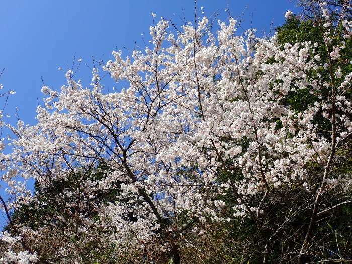 近所の桜と裏山の桜が満開_c0116915_00533435.jpg