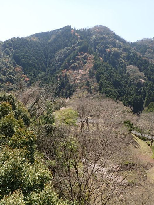 五日市の山桜_c0116915_00575835.jpg